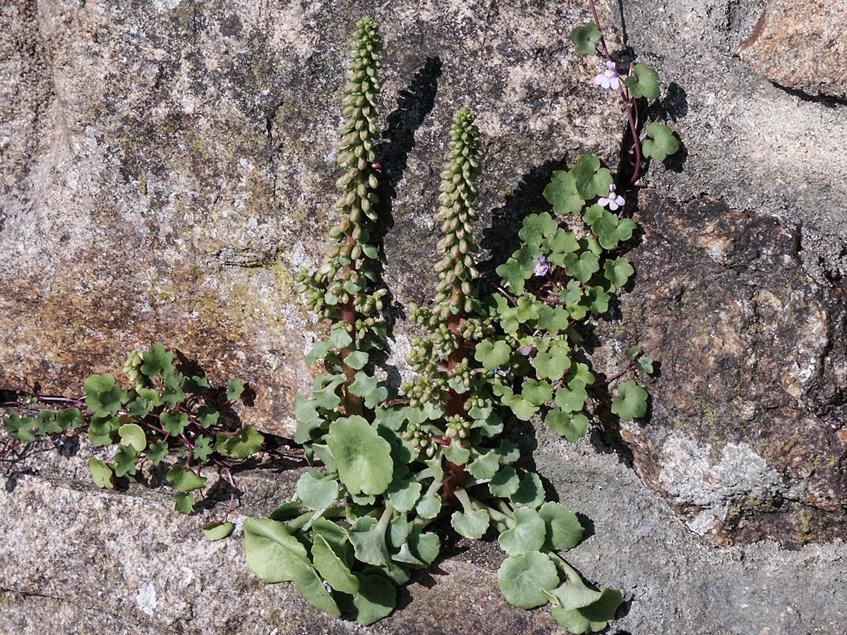 Habitus